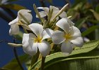 Haleiwa Plumeria Flowers